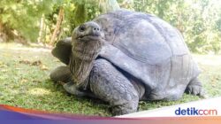 KBS Punya 4 Kura-kura Raksasa Di Jepang, Bisa Dilihat Mulai Hari Ini