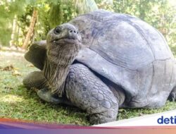 KBS Punya 4 Kura-kura Raksasa Di Jepang, Bisa Dilihat Mulai Hari Ini
